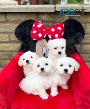 maltese pupppies for  sale