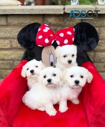 maltese pupppies for  sale