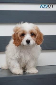 Cavapoo pupppies for sale