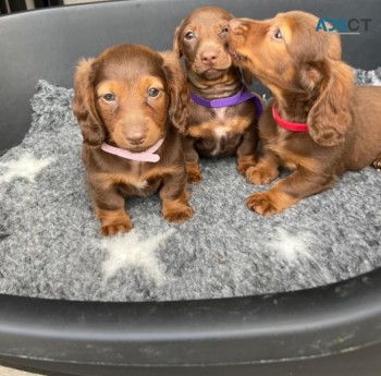 Stunning Dachshund Puppies