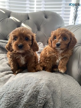 Cute Apricot Cavapoo  puppies