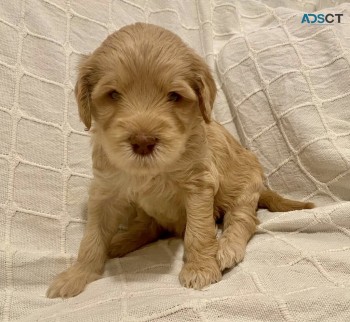 Goldendoodle Pups for sale