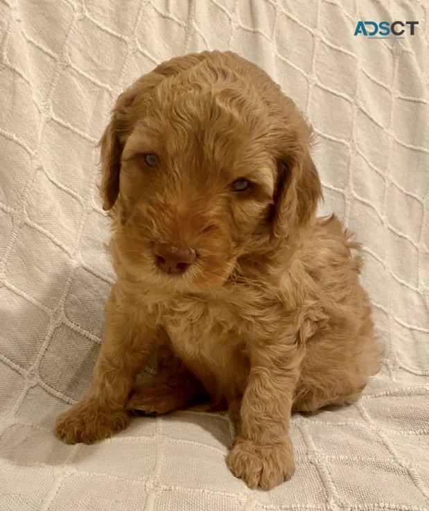 Goldendoodle Pups for sale