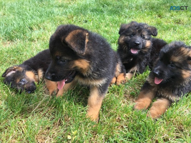 Sweet German Shepherd   Puppies