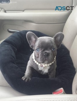 French Bulldog puppies for sale