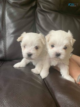 Adorable outstanding Maltese puppies