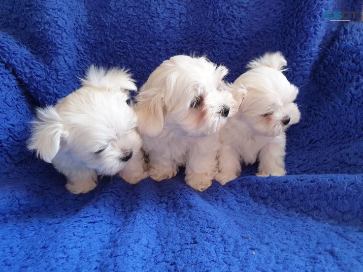 Adorable outstanding Maltese puppies