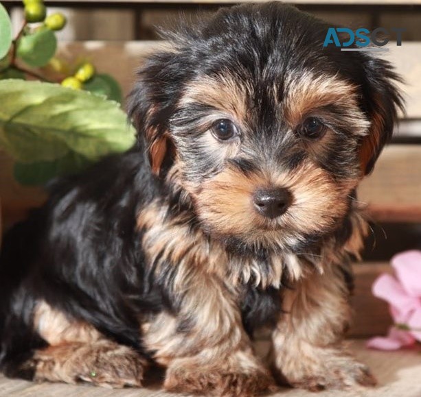 Yorkie puppies for sale