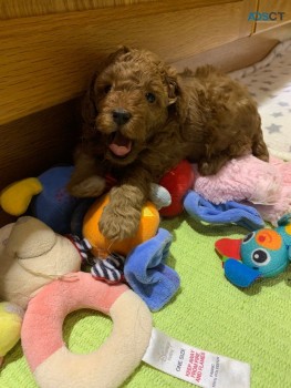 Toy Poodle puppies for sale 