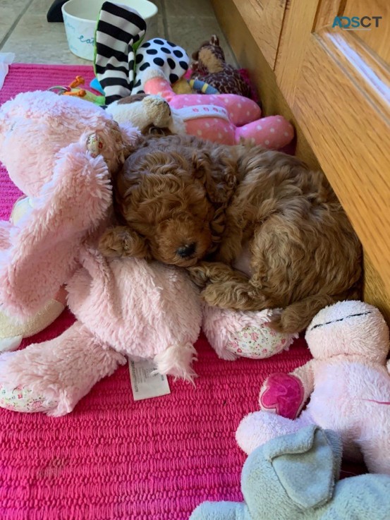 Toy Poodle puppies for sale 