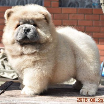 Adorable outstanding Chow Chow puppies