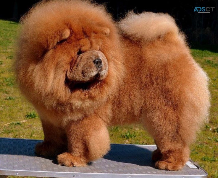 Adorable outstanding Chow Chow puppies