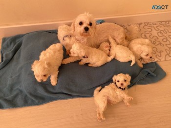 Maltese puppies for sale 