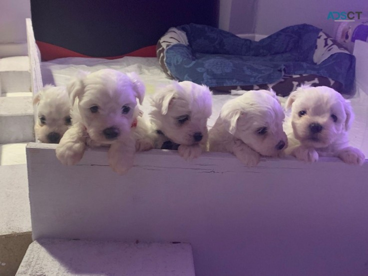 Maltese puppies for sale 