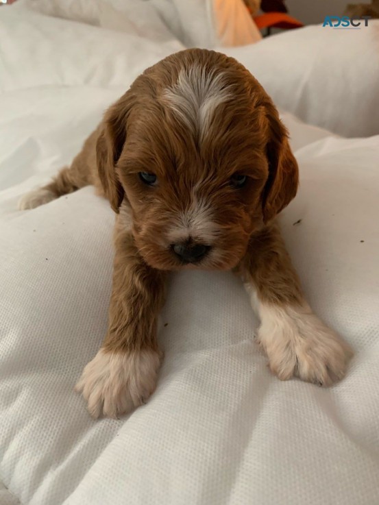 Maltipoo puppies for sale 