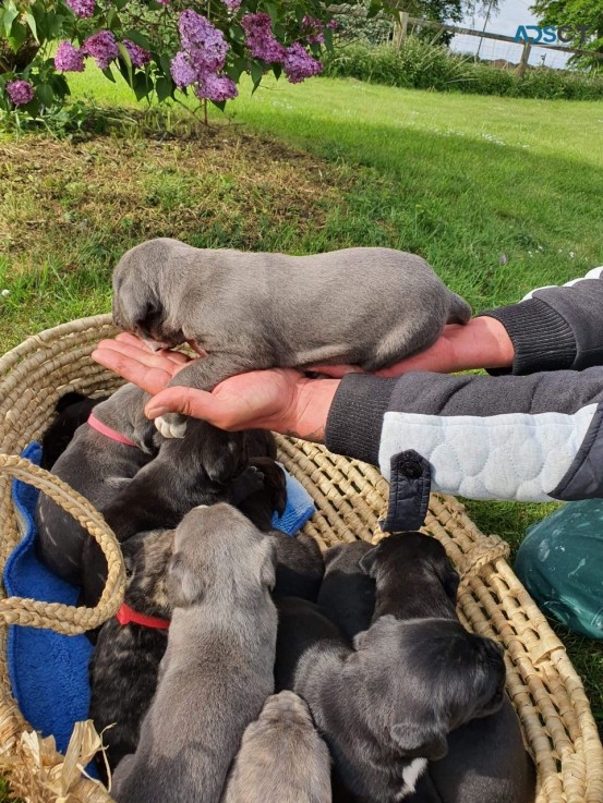 Adorable outstanding Cane Corso puppies