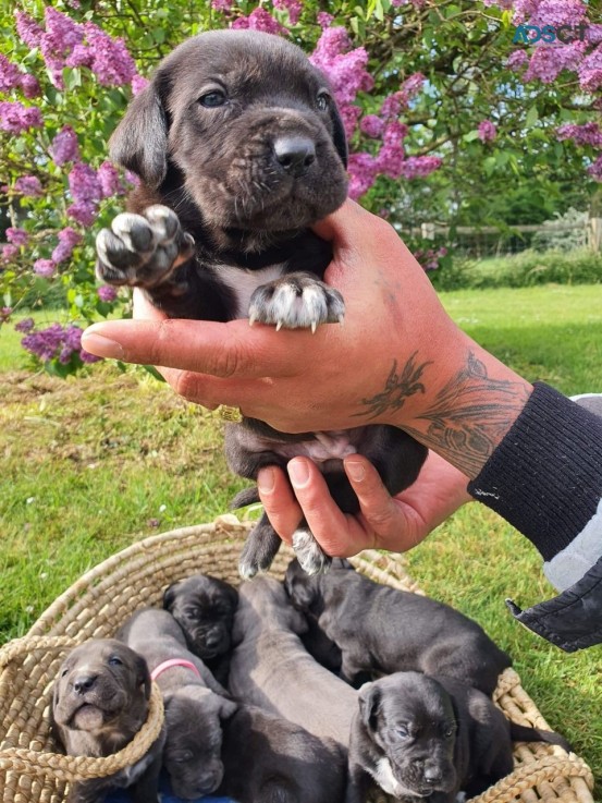 Adorable outstanding Cane Corso puppies