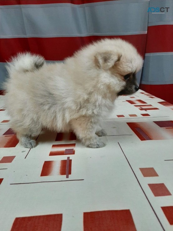 Pomeranian puppies for sale