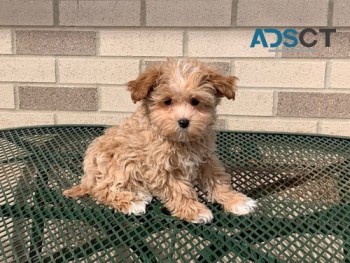 Maltipoo Puppies for sale in Melbourne 