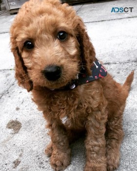 Adorable  Goldendoodle  Puppies