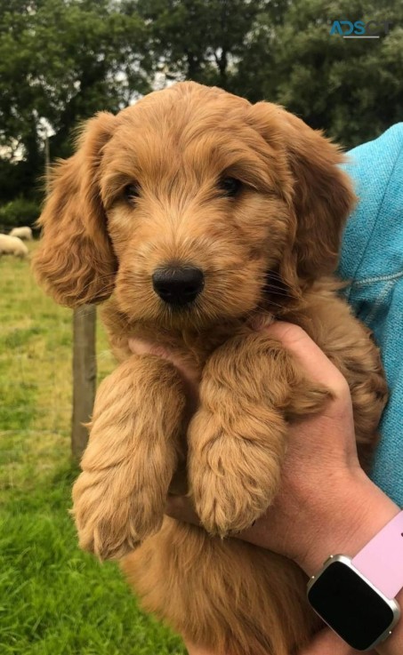 Adorable Labradoodles puppies 