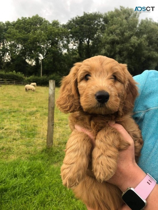 Adorable Labradoodles puppies 