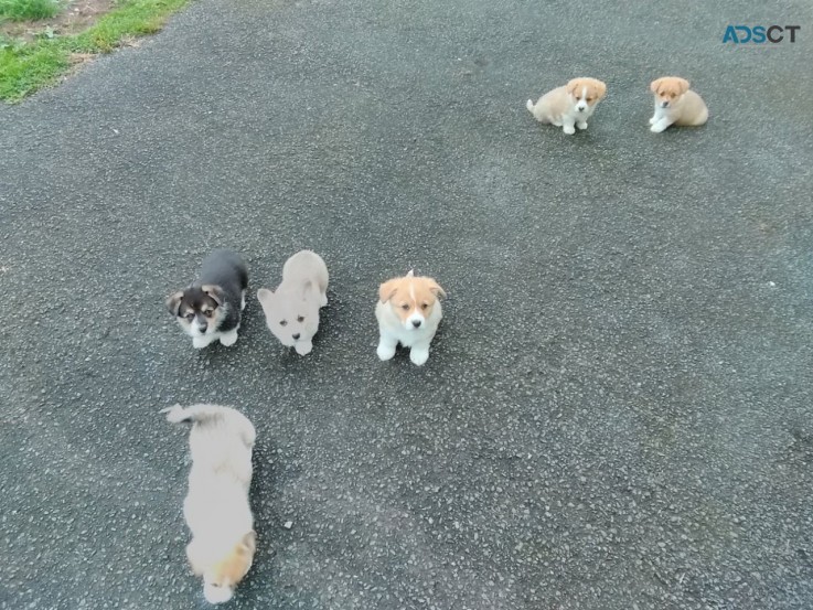 Sweet Pembroke welsh corgi puppies