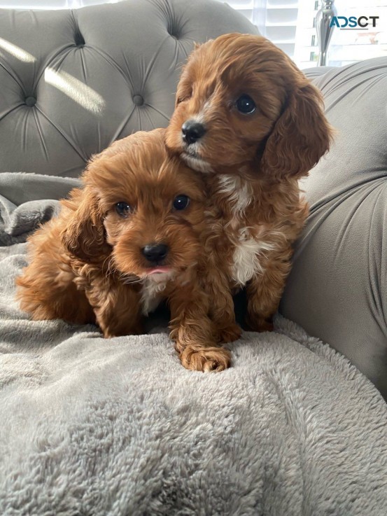 AKC lovely Cavapoo  puppies