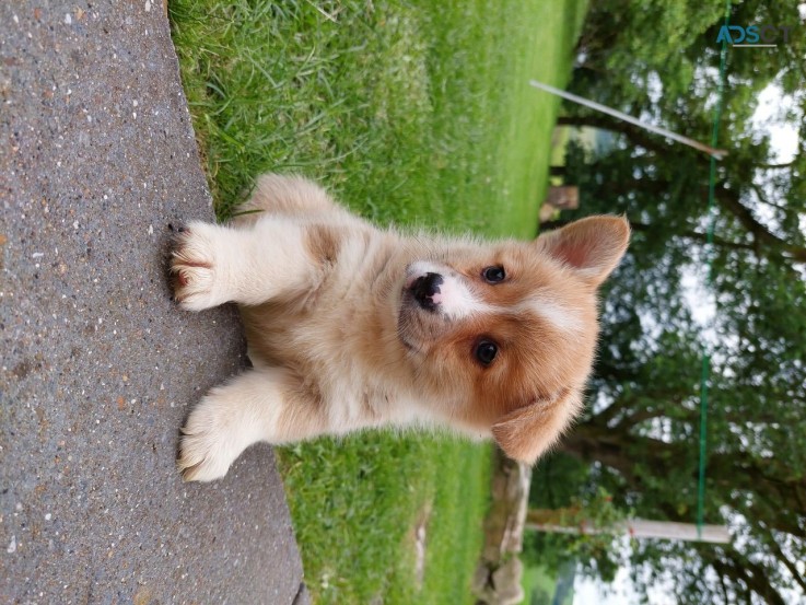  Pembroke welsh corgi puppies Ready Now