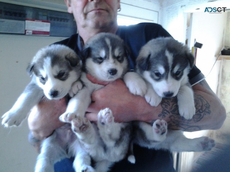 Siberian Husky puppies for sale 