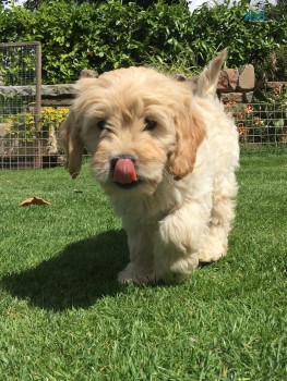 Full trained  Goldendoodle  Puppies