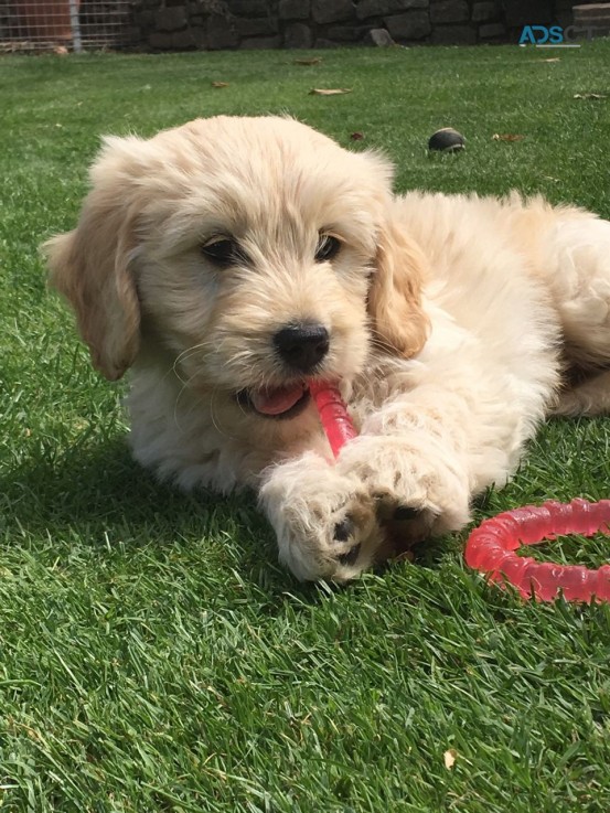 Full trained  Goldendoodle  Puppies