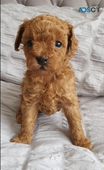 Toy Poodle puppies for sale 