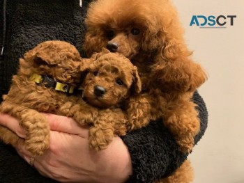 Toy Poodle puppies for sale 