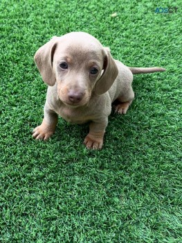 AKC cute Daschund  Puppies for sale 