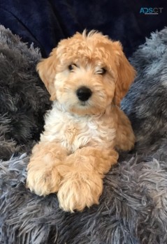 Adorable Red Labradoodle  Miniature Pupp