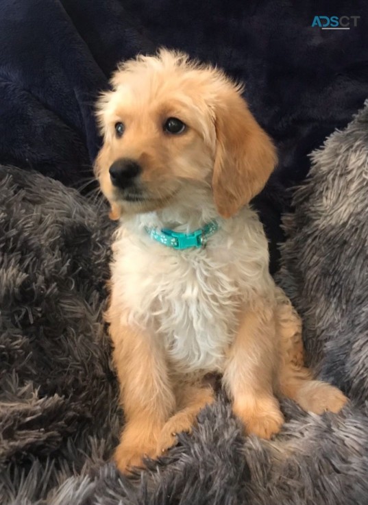 Adorable Red Labradoodle  Miniature Pupp