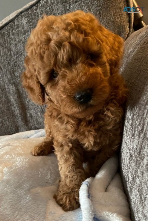 AKC cute cockapoo Puppies Available