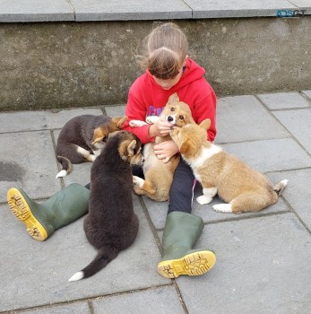 Cute Pembroke welsh corgi puppies