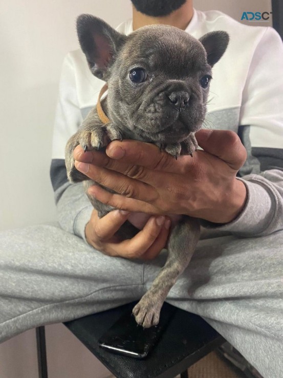 French Bulldog puppies for sale 