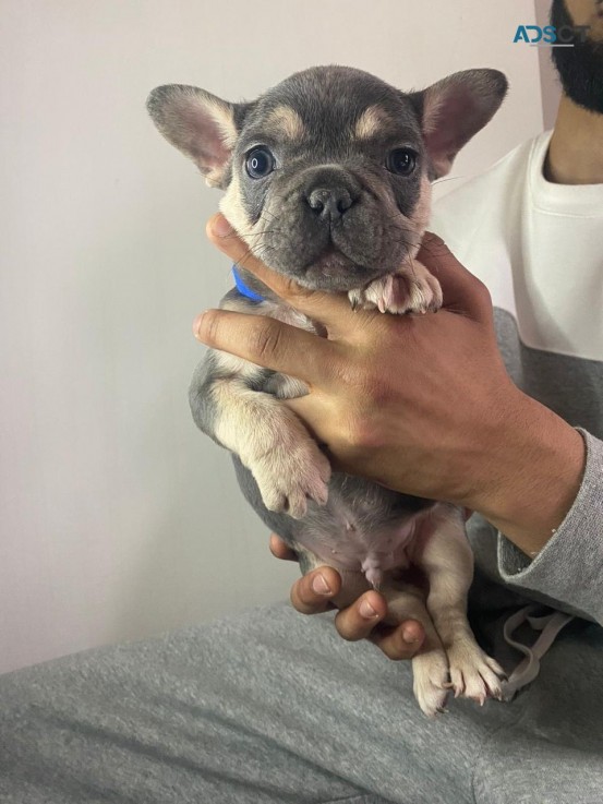 French Bulldog puppies for sale 