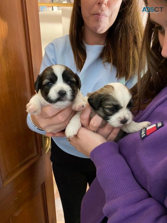 Shih Tzu puppies for sale  WhatsApp me +