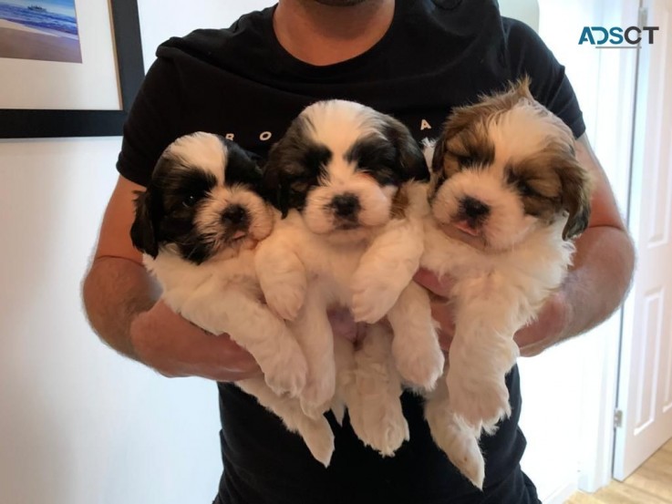 Shih Tzu puppies for sale  WhatsApp me +