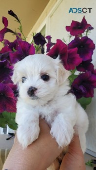 Gorgeous Maltese Puppies for sale