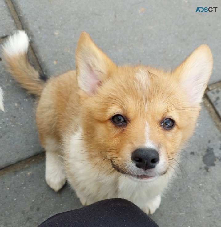 Sweet Hearted Pembroke welsh corgi pups