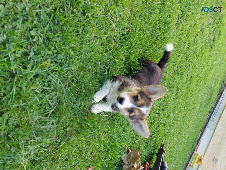 Adorable Pembroke welsh corgi puppies