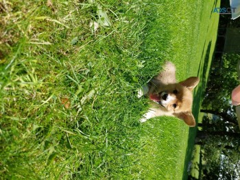 Charming Pembroke welsh corgi puppies