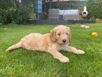 Awesome Labradoodles ready for sale