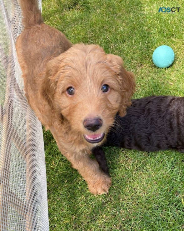 Awesome Labradoodles ready for sale