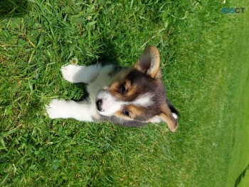 Standing Pembroke welsh corgi puppies